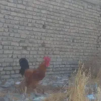 خروس اصیل و کفتر کبوتر و بره چاق