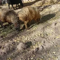 فروش میش و بز|حیوانات مزرعه|تفت, |دیوار