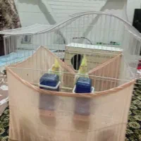 عروس هلندی نر و ماده