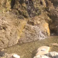 دو عدد مرغ کپ