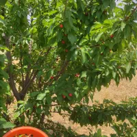 فروش خانه ویلایی ۹۰ متری ۱ خوابه در خان زنیان|فروش خانه و ویلا|شیراز, احمدآباد|دیوار