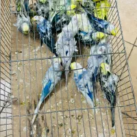 خرید وفروش طوطی راهب کاسکو ملنگو گرینچک|پرنده|قم, آزادگان|دیوار