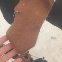 محصولات پشم شترو کلاه روسی|لباس|بانه, |دیوار