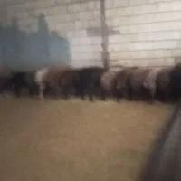 گوسفند|حیوانات مزرعه|کوهدشت, |دیوار