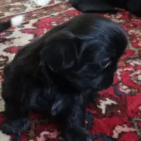 سگ خارجی خاص سایز ریز