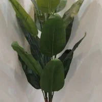 درختچه موز