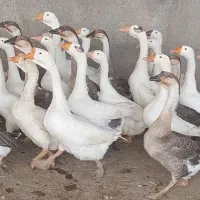 فروش ویژه جوجه ۱تا۵روزه نژادمرندی|حیوانات مزرعه|مشهد, هفده شهریور|دیوار