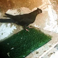 کبوتر زآغ ابادانی اصل|پرنده|دوگنبدان, |دیوار