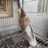 کبوتر نر پلاس