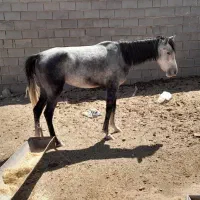 دو  تا اسب مادیون