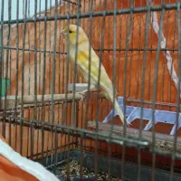 قناری نر نژاد سوپرشش دانگ مست