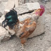 خروس|حیوانات مزرعه|بیرجند, |دیوار