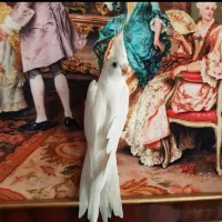 عروس هلندی آلبینو