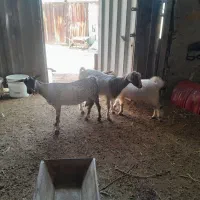 بز  نژاد عرب