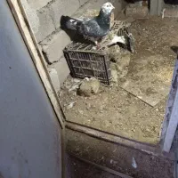 یک جفت کبوتر نرو ماده