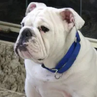 بولداگ ۸ماهه وارداتی