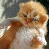 گربه گارفیلدی صورت خرسی