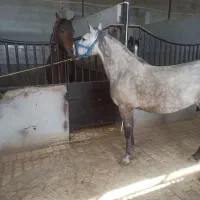 مادیان شناسنامه دار|اسب و تجهیزات اسبسواری|اسلامآباد غرب, |دیوار