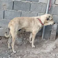 واگذاری ماده عراقی