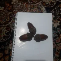 فروش بلوط تزیینی