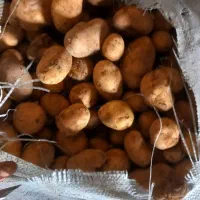 سیب زمینی گردویی تخم مرغی جلی کشت همدان رزن