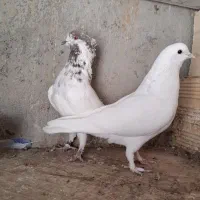 کبوتر پرشی|پرنده|شهریار, فرارت|دیوار