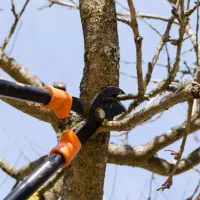 هرس کاری حرفه ای/هرس درختان/هرس|خدمات باغبانی و درختکاری|ماهنشان, |دیوار