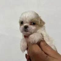 سگ شیتزو فلت اصل ۲ تومن معاوضه با عروس هلندی|سگ|زنجان, |دیوار