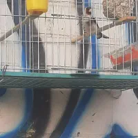 سهره نر|پرنده|نهاوند, |دیوار