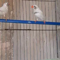 فنج