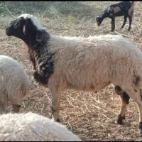 قوچ شیره دار