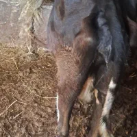 گاو تلیسه با گوساله ماده