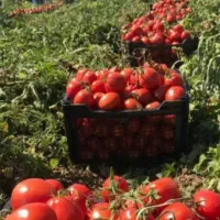گوجه درجه یک گوشتی همراه ابگیری کیلویی۱۲ هزارتومان|خوردنی و آشامیدنی|مشهد, طلاب|دیوار