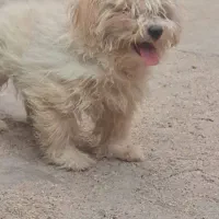 فروش|سگ|بافق, |دیوار