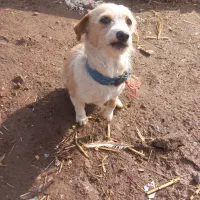 ۵قلاده سگ پاکوتاه پشمالو باهوش|سگ|قزوین, |دیوار