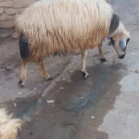 یک عدد میش‌ فروشی