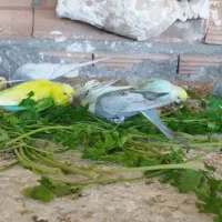 مرغ عشق رینبو..|پرنده|گرگان, |دیوار