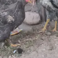 فروشی لاری|حیوانات مزرعه|جوانرود, |دیوار