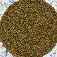 ماش در حبوبات