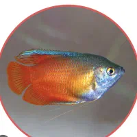 ماهی گورامی دارف رد و بلو کلکسیونی نمایشی گرید ++A|ماهی|اراک, |دیوار