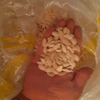 تخمه کدو گوشتی