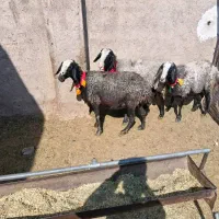 ۵راس شیشک میش شال اصل|حیوانات مزرعه|مرودشت, تخت جمشید|دیوار