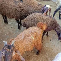 بزغاله نرواکسن خورده موقعیت روستای خوروین