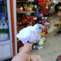 مرغ عشق جوان|پرنده|رودسر, |دیوار