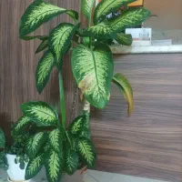 گل آپارتمانی