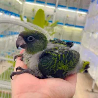 طوطی ژاردین