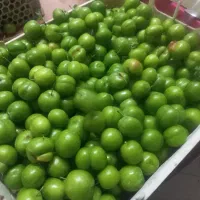 گوجه سبز|خوردنی و آشامیدنی|تهران, دبستان|دیوار