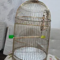 قفس پرنده تمیز و  نو