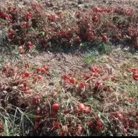 سرکارگرکشاورزی