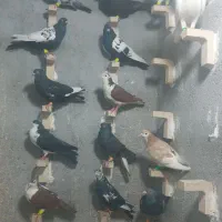 کبوتر
